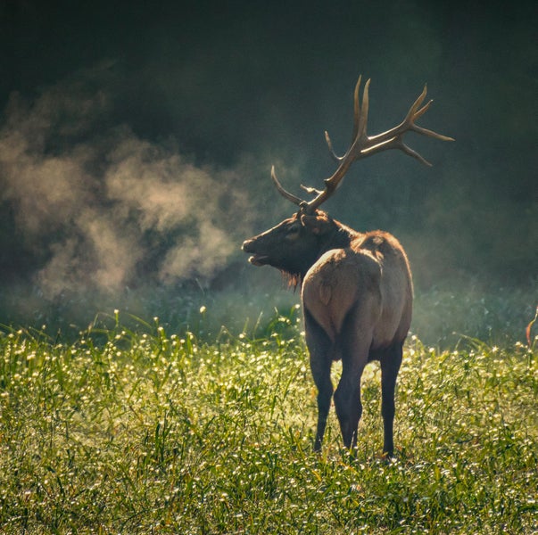Elk in green field, just outside of Jasper, AR