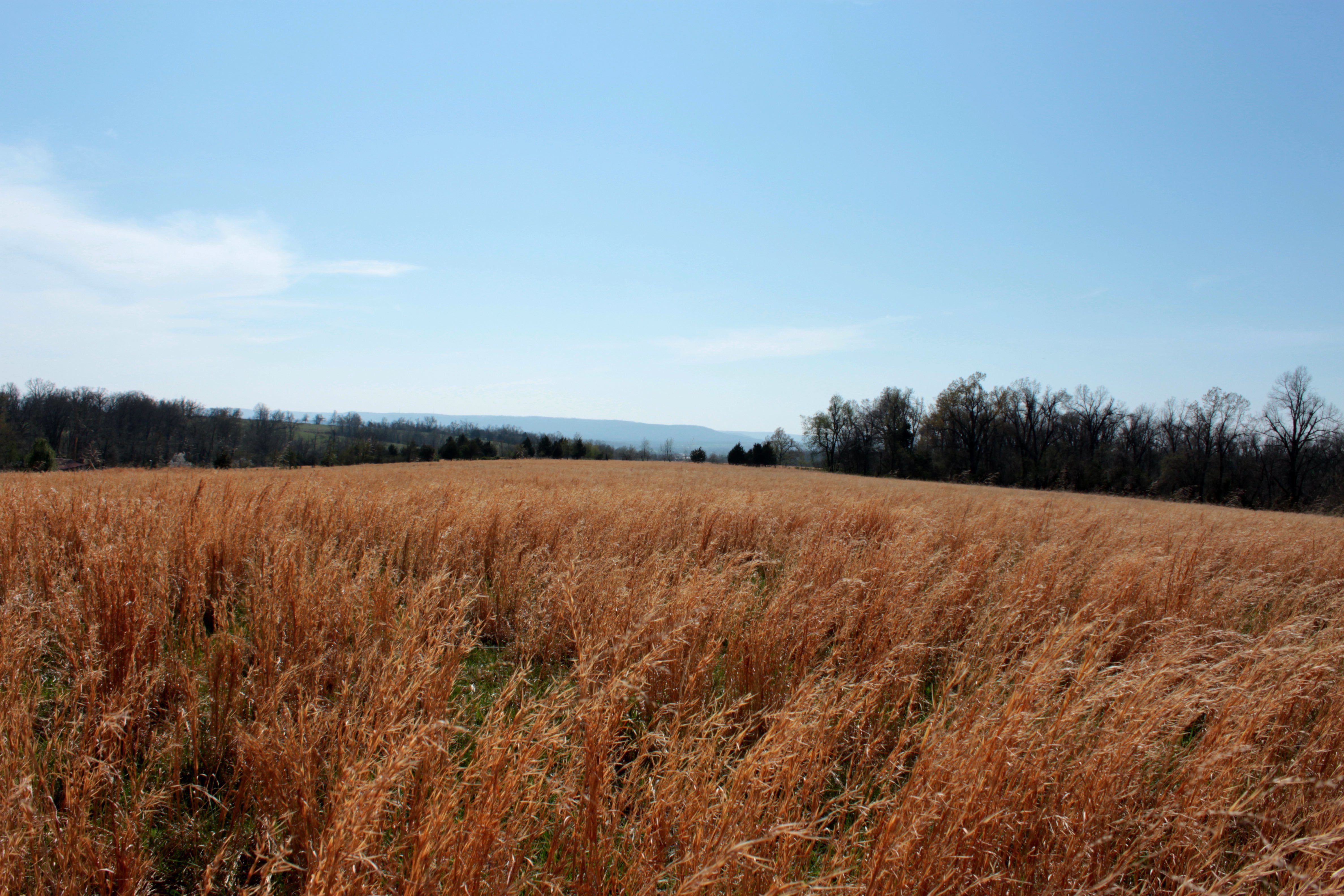 Beautiful wheat field in rural Berryville, Arkansas on a sunny day